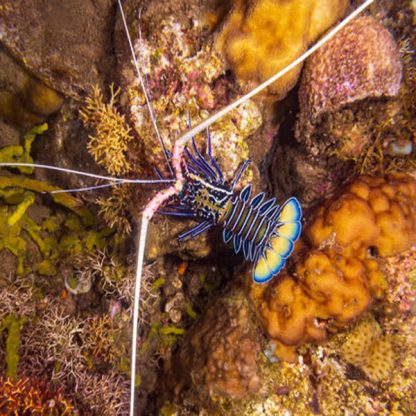 Panulirus versicolor S-Blue Lobster - Ασπόνδυλα Θαλασσινού