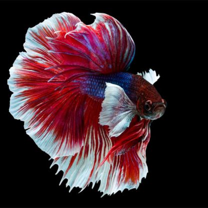 Betta splendens – Siamese Fighting Fish Doubletail 3-3.5cm - Ψάρια Γλυκού