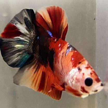 Siamese Fighting Fish-Giant Betta Multicolor Male 6 cm - Ψάρια Γλυκού