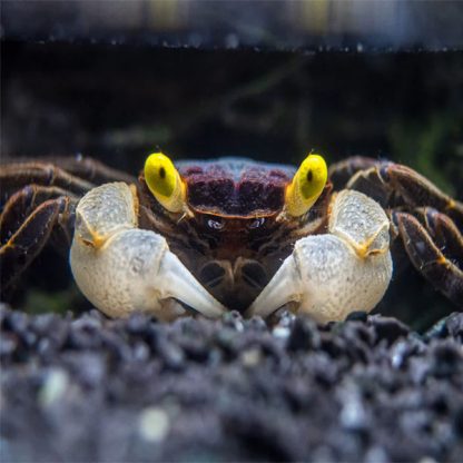 Geosesarma sp-Goldeneye Vampire Crab 2cm - Ασπόνδυλα Γλυκού