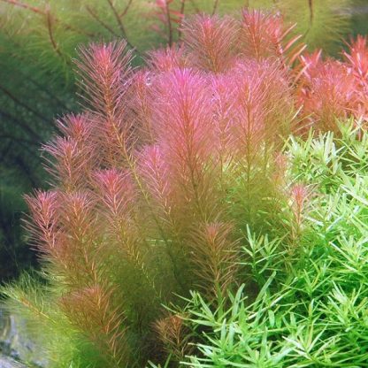 S.I Rotala wallichii - Φυτά για Ενυδρεία