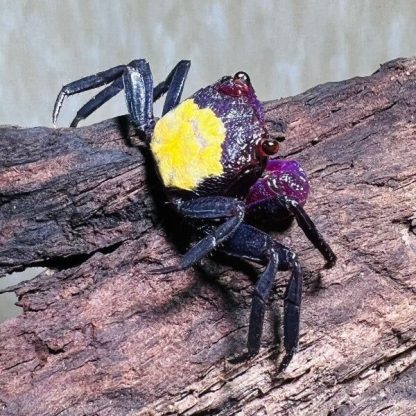 Geosesarma tricolor-Tricolor Vampire Crab 2cm - Ασπόνδυλα Γλυκού