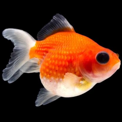 Carassius auratus-Pearl Scale-3.0-3.5 Cm - Sales