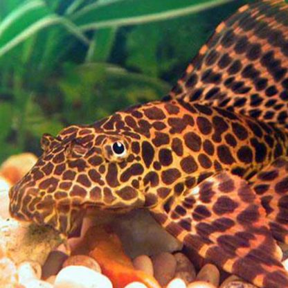 Pterygoplichthys gibbiceps – Hi Fin Red Spotted Plecostomus 5cm - Ψάρια Γλυκού