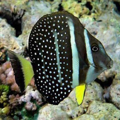 Acanthurus guttatus S- Mustard Tang - Ψάρια Θαλασσινού