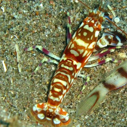 Alpheus bellulus – Tiger pistol shrimp - Sales