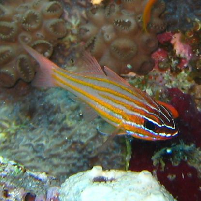 Apogon cyanosoma- Yellowstriped Cardinalfish - Ψάρια Θαλασσινού