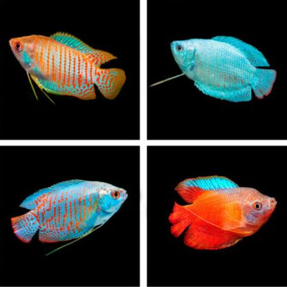 Colisa lalia- Dwarf Gourami  Males Assorted - Ψάρια Γλυκού