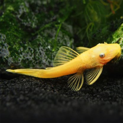 Ancistrus L144. – Blue Eye Lemon Ancistrus 5cm - Ψάρια Γλυκού