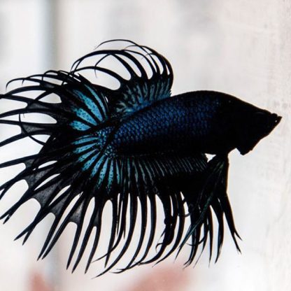 Betta splendens – Siamese Fighting Black Orchid Crowntail Male 4-5cm - Ψάρια Γλυκού