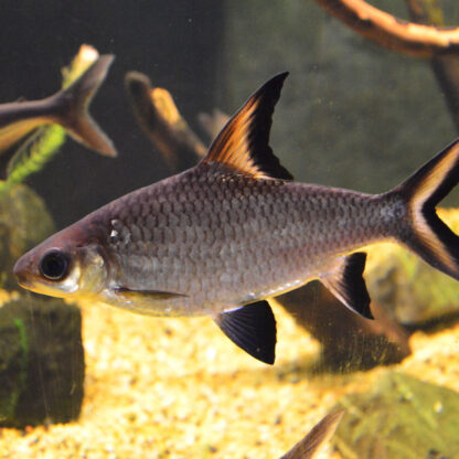 Balantiocheilos melanopterus  – Silver Shark 15-17 cm - Ψάρια Γλυκού