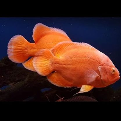 Astronotus ocellatus – Pigeon Blood Red Oscar 7.5cm - Sales