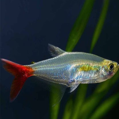 Prionobrama filigera – Glass Bloodfin Tetra - Sales