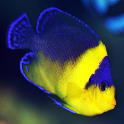 Centropyge venusta – Venustus Pygmy Angelfish - Sales