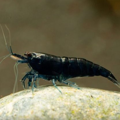 Neocaridina sp – Dark Blue Shrimp M - Ασπόνδυλα Γλυκού