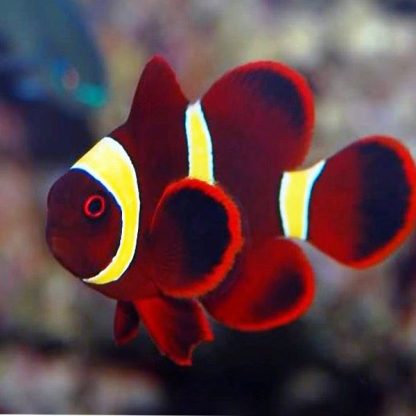 Premnas epigramma – Gold Stripe maroon clownfish M - Ψάρια Θαλασσινού