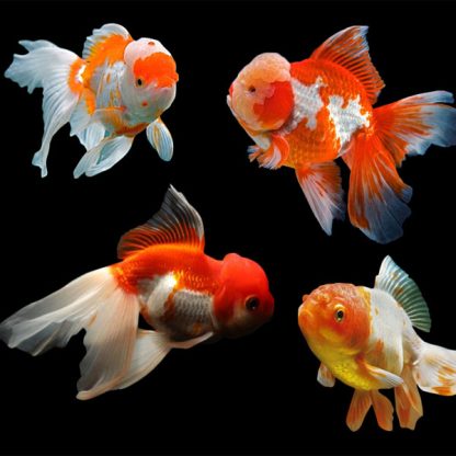 Carassius auratus – Assorted Oranda 15cm - Ψάρια Γλυκού