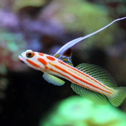 Stonogobiops yasha – Whiteray shrimp goby - Ψάρια Θαλασσινού