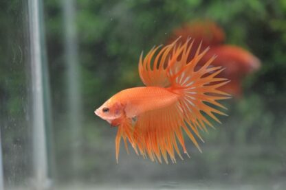 Betta splendens – Siamese Fighting Orange Crowntail Male 4-5 cm - Ψάρια Γλυκού