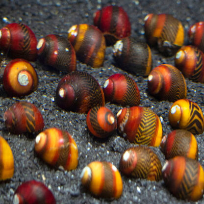 Vittina waigiensis – Assorted Racer Snail - Ασπόνδυλα Θαλασσινού