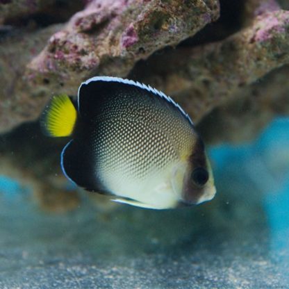 Apolemichthys xanthurus – Yellowtail Cream Angelfish M - Ψάρια Θαλασσινού