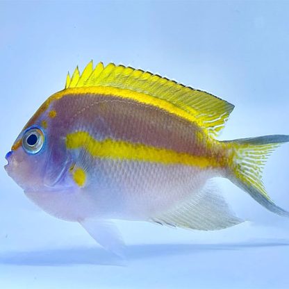 Genicanthus bellus – Ornate Angelfish Orange Male - Ψάρια Θαλασσινού