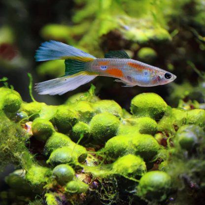 Poecillia reticulata – Guppy Blue LT  3-3.5 cm - Sales