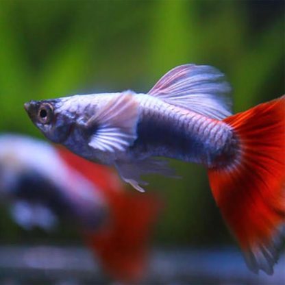 Poecillia reticulata – Guppy Dumbo Santa Claus 2.5-3 cm - Sales