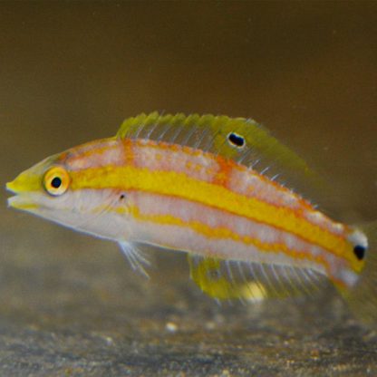 Halichoeres pelicieri – Peliciers Wrasse - Ψάρια Θαλασσινού