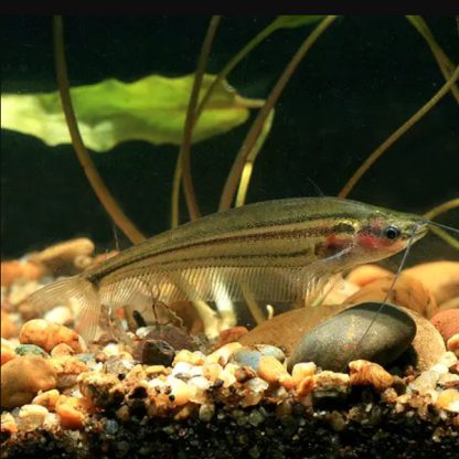 Kryptopterus macrocephalus – Stripped Glass Catfish - Ψάρια Γλυκού
