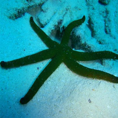 Linckia guildingi – Green Linckia Starfish - Sales