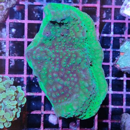 Turbinaria reniformis - Hot Coral Offers