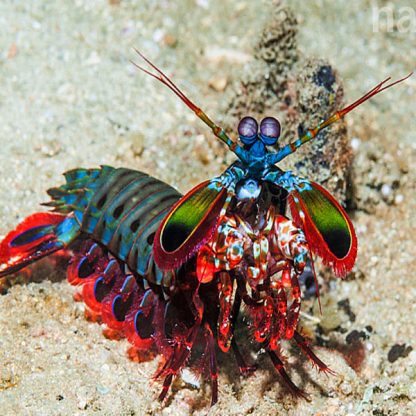 Odontodactylus scyllarus -Peacock mantis shrimp M - Ασπόνδυλα Θαλασσινού