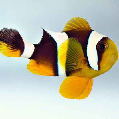 Amphiprion chrysogaster M – Mauritian Anemonefish - Ψάρια Θαλασσινού