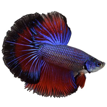 Betta splendens – Siamese Fighting Fish Male Halfmoon 3cm - Ψάρια Γλυκού