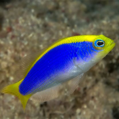 Pseudochromis flavivertex -Sunrise dottyback M RED SEA - Ψάρια Θαλασσινού