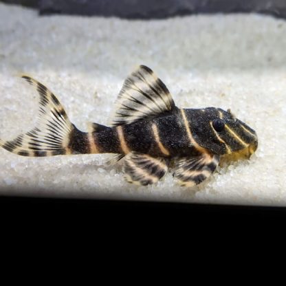 Panaqolus albivermis L204 –  Emperor Pleco 8-10cm - Ψάρια Γλυκού