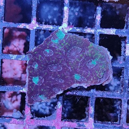 Acanthastrea echinata - Frags