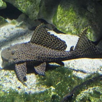 Pterygoplichthys pardalis – Amazon sailfin catfish ... - Ψάρια Γλυκού