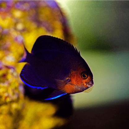 Centropyge flavicauda Μ – Pygmy Yellowtail Angelfish - Ψάρια Θαλασσινού