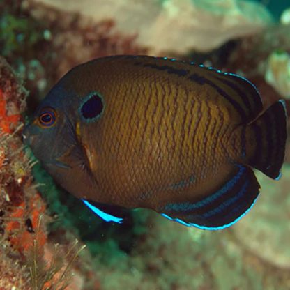 Centropyge multispinis L- Dusky Angelfish - Ψάρια Θαλασσινού