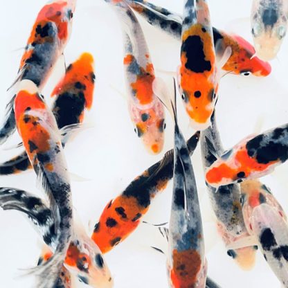 Cyprinus carpio – Tri-color Koi 8-12cm - Ψάρια Γλυκού