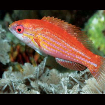 Paracheilinus filamentosus – Filamentosus Wrasse Female - Ψάρια Θαλασσινού