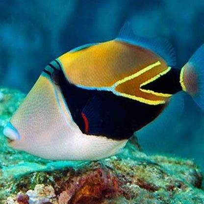 Rhinecanthus rectangulus – Rectangle Picasso Triggerfish L - Ψάρια Θαλασσινού