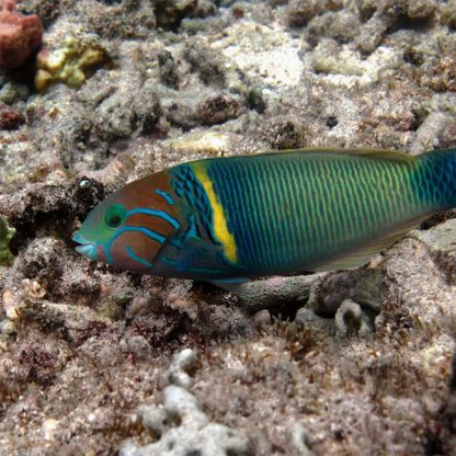 Thalassoma herbraicum – Goldbar Wrasser - Ψάρια Θαλασσινού