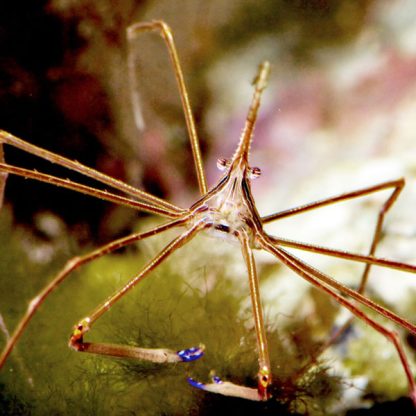 Stenorhynchus seticornis – Arrowhead crab - Ασπόνδυλα Θαλασσινού