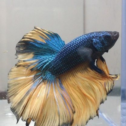 Betta splendens – Siamese Fighting Fish Mustard Gas Super Delta Male 4-5cm - Ψάρια Γλυκού