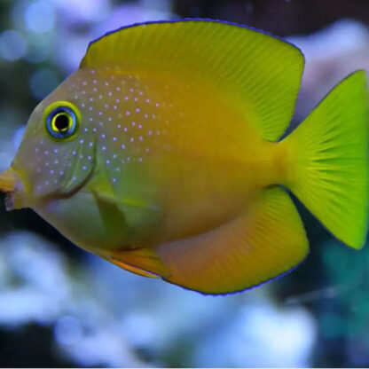 Ctenochaetus truncatus – Indian gold-ring bristletooth tang JUV S - Ψάρια Θαλασσινού