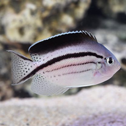 Genicanthus lamark – Blackstriped Angelfish Female - Sales