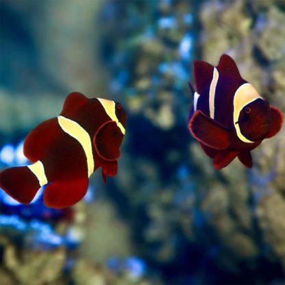 Premnas epigramma –  Goldstripe Maroon Clownfish Pair - Sales